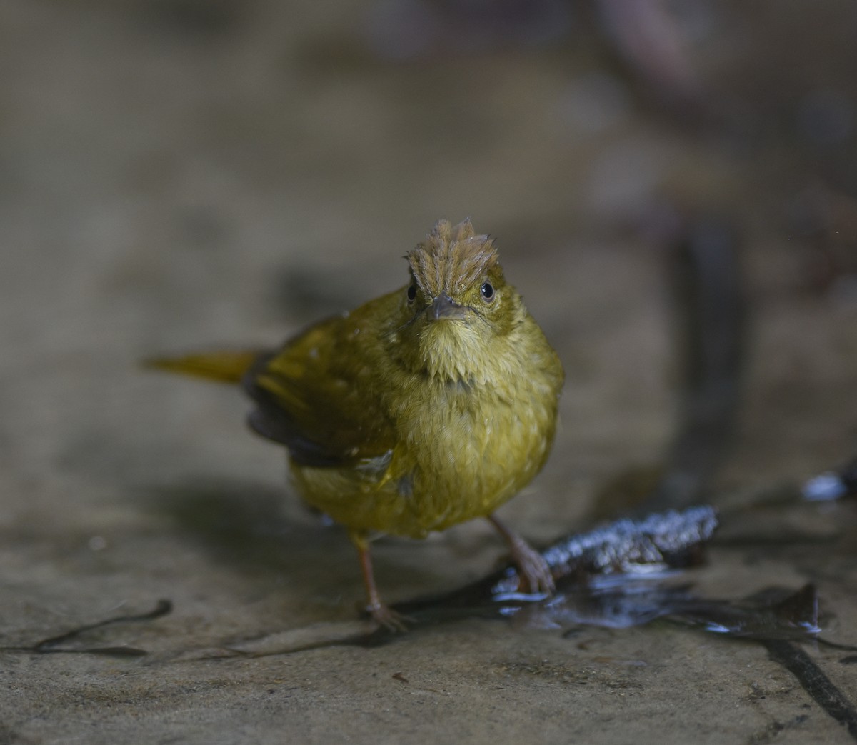 Bulbul de Cachar - ML642095746