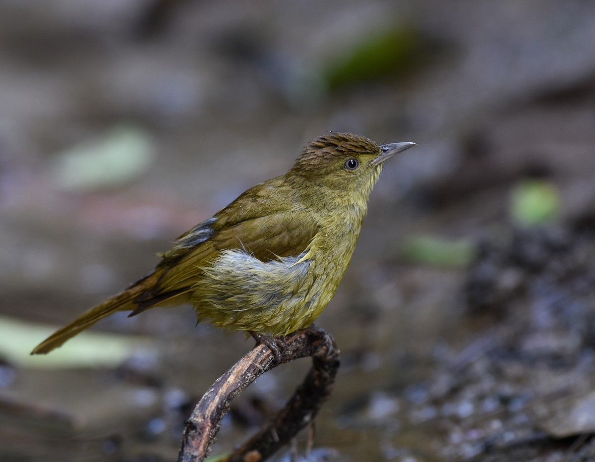 Bulbul de Cachar - ML642095747