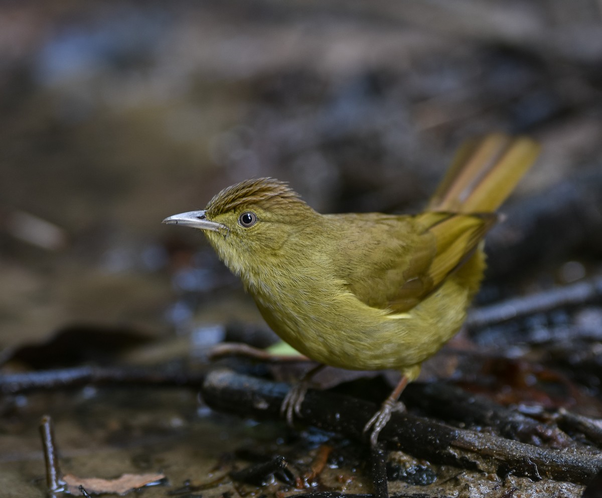 Bulbul de Cachar - ML642095748