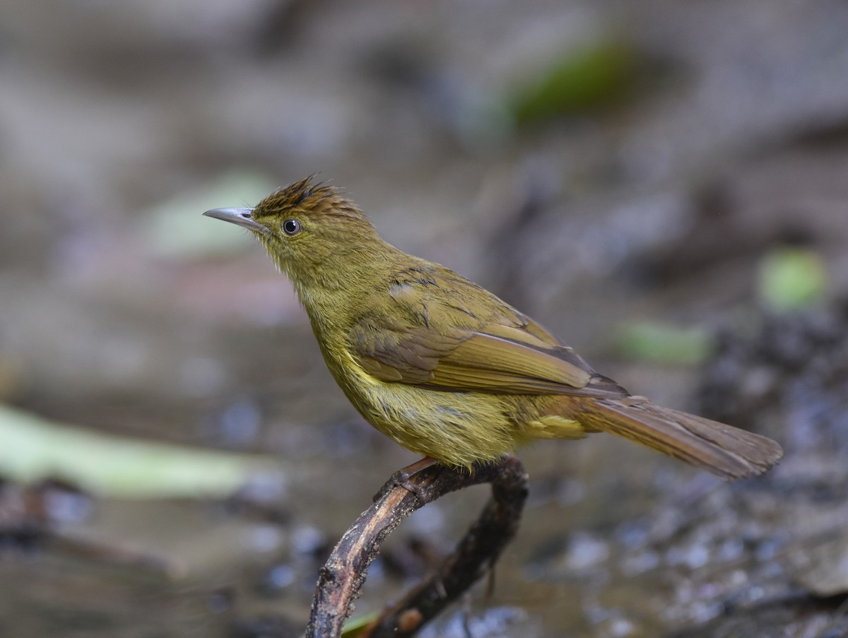 Bulbul de Cachar - ML642095749
