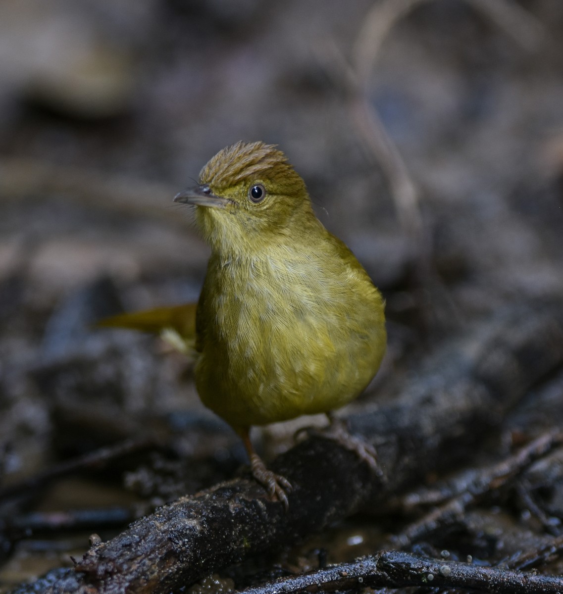 Bulbul de Cachar - ML642095750