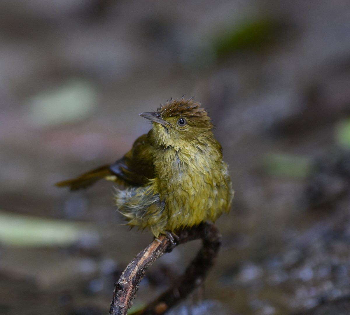 Bulbul de Cachar - ML642095751