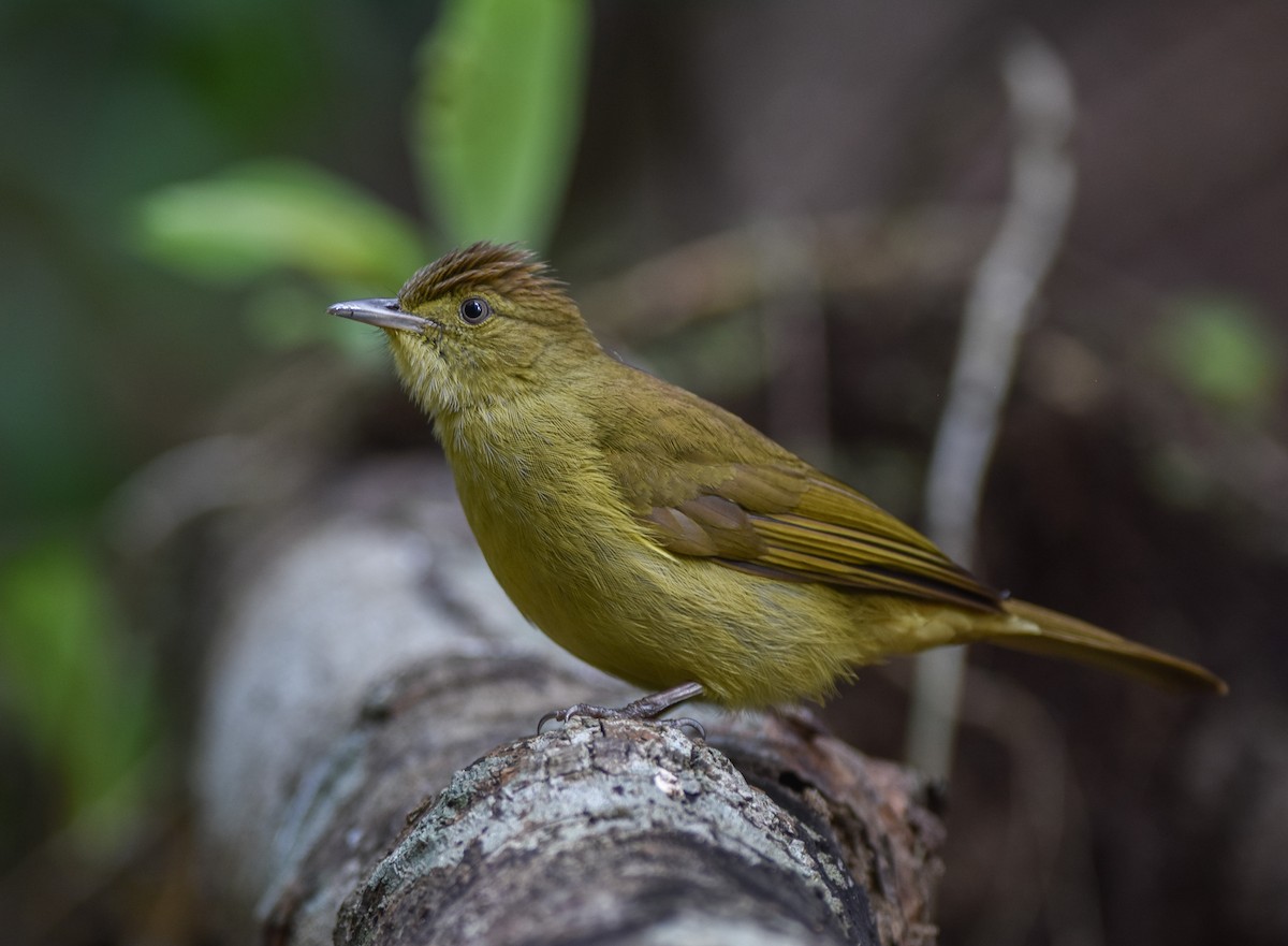 Bulbul de Cachar - ML642095753
