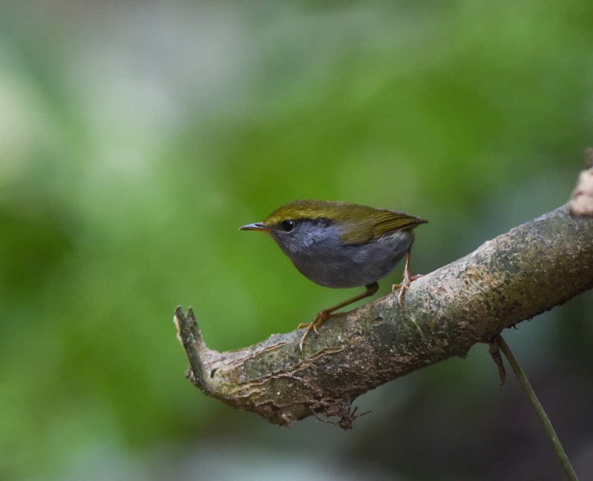 Gray-bellied Tesia - ML642095754