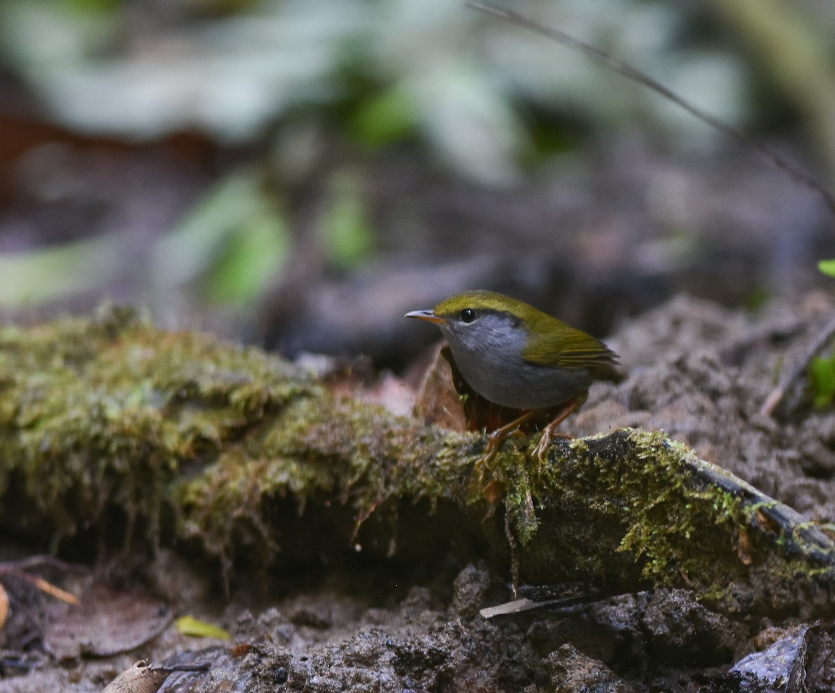 Gray-bellied Tesia - ML642095755