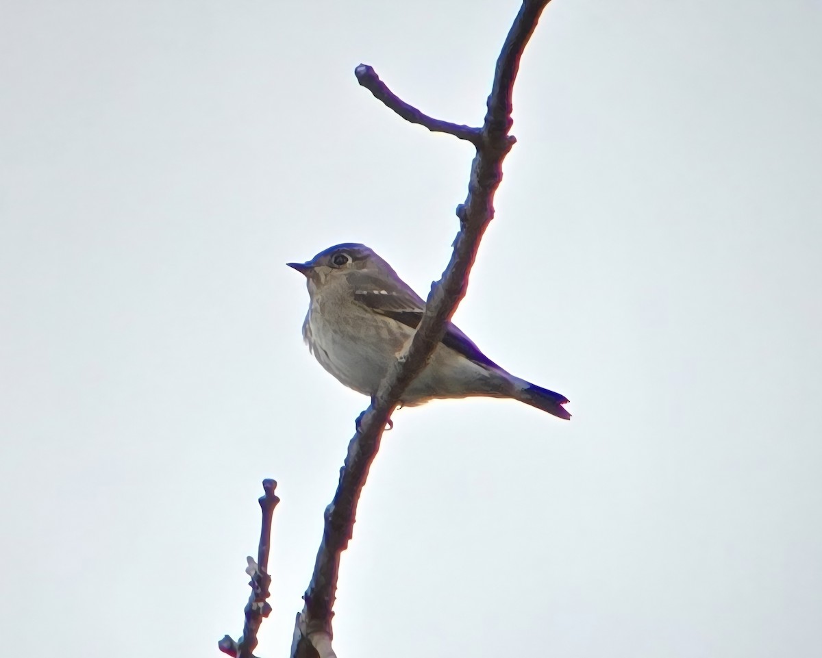 Dark-sided Flycatcher - ML642095765