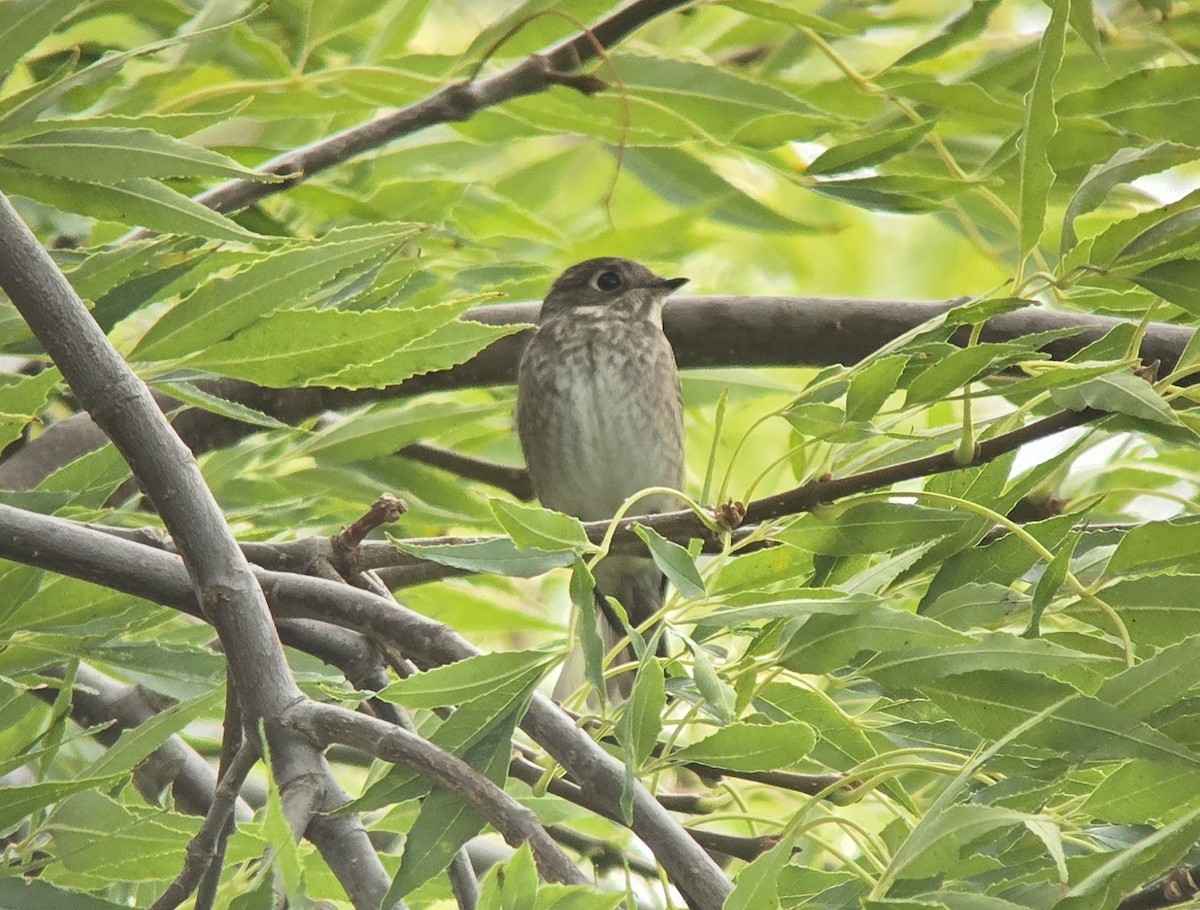 Dark-sided Flycatcher - ML642095766