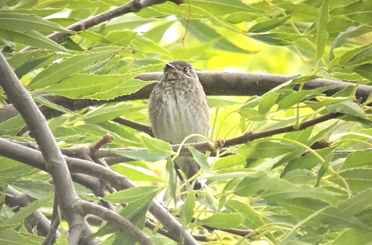 Dark-sided Flycatcher - ML642095767