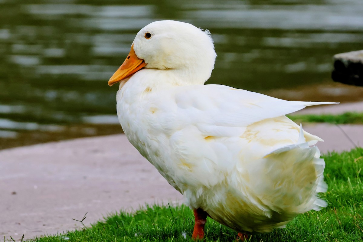Mallard (Domestic type) - ML642095777