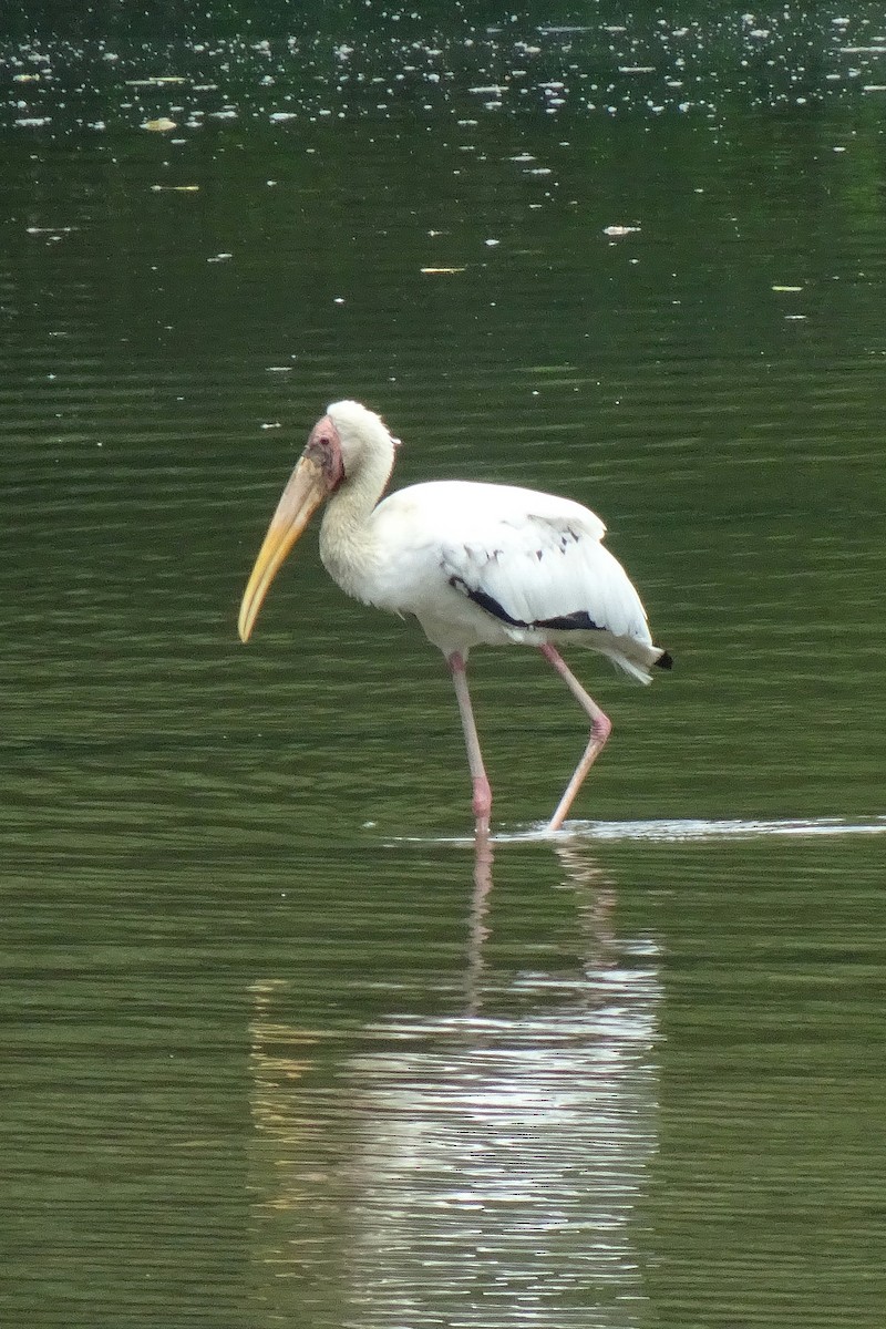 malaystork - ML642095801