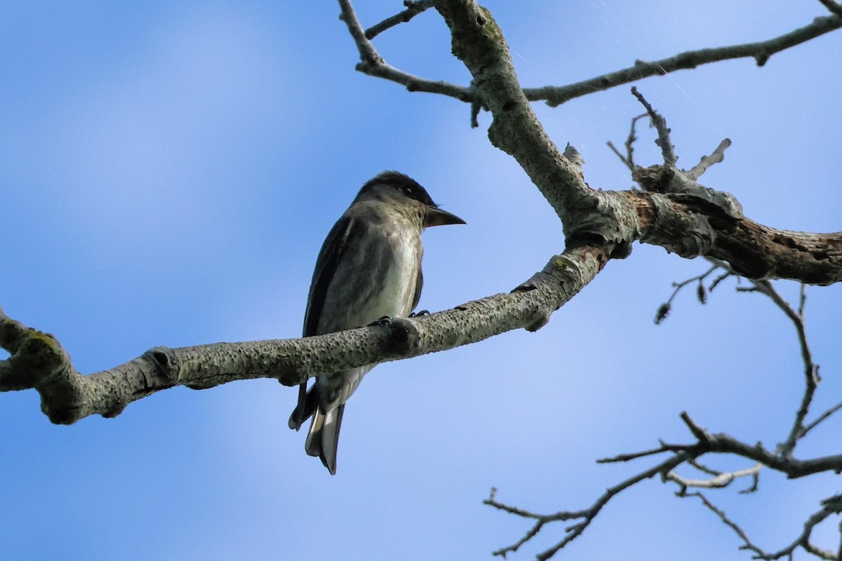 Olive-sided Flycatcher - ML642095826