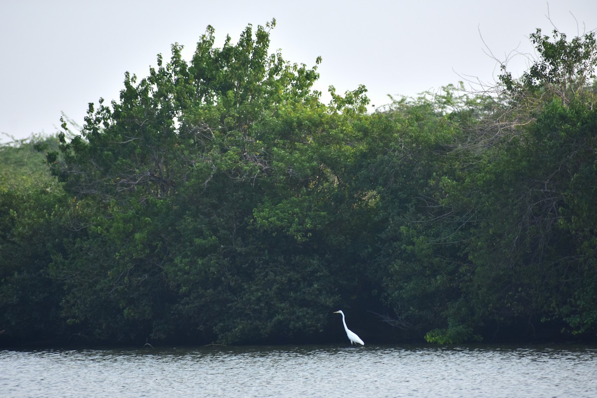 Great Egret - ML642095850