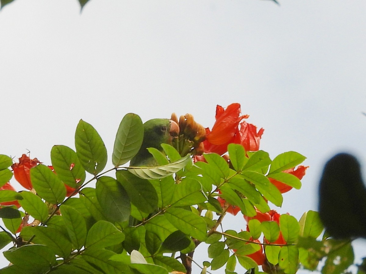 Azure-rumped Parrot - ML642095851