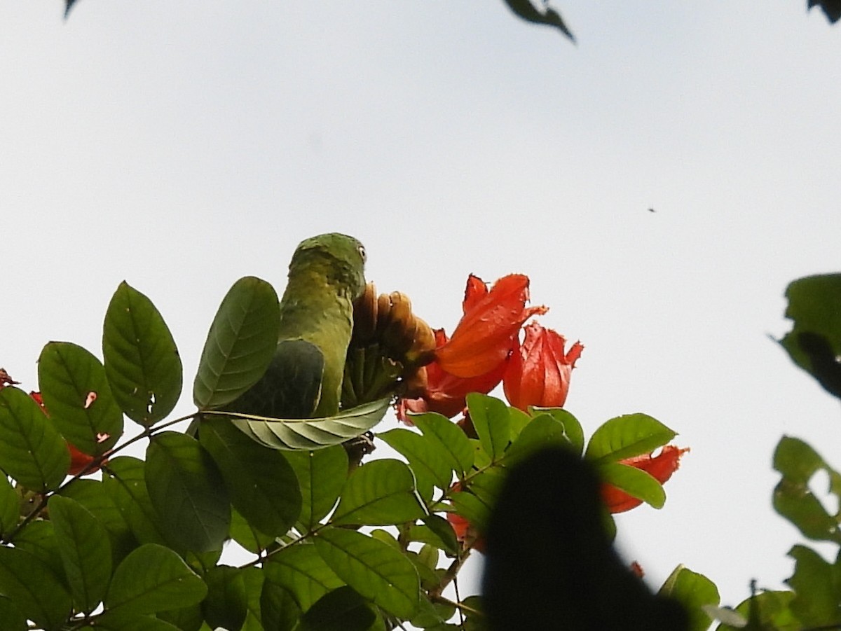 Azure-rumped Parrot - ML642095852