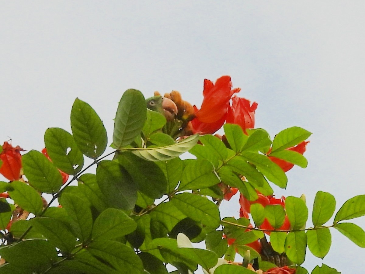Azure-rumped Parrot - ML642095853