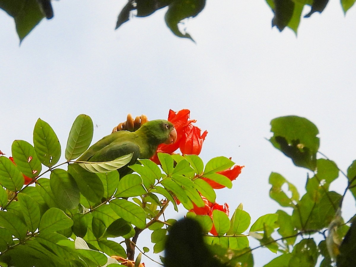 Azure-rumped Parrot - ML642095854