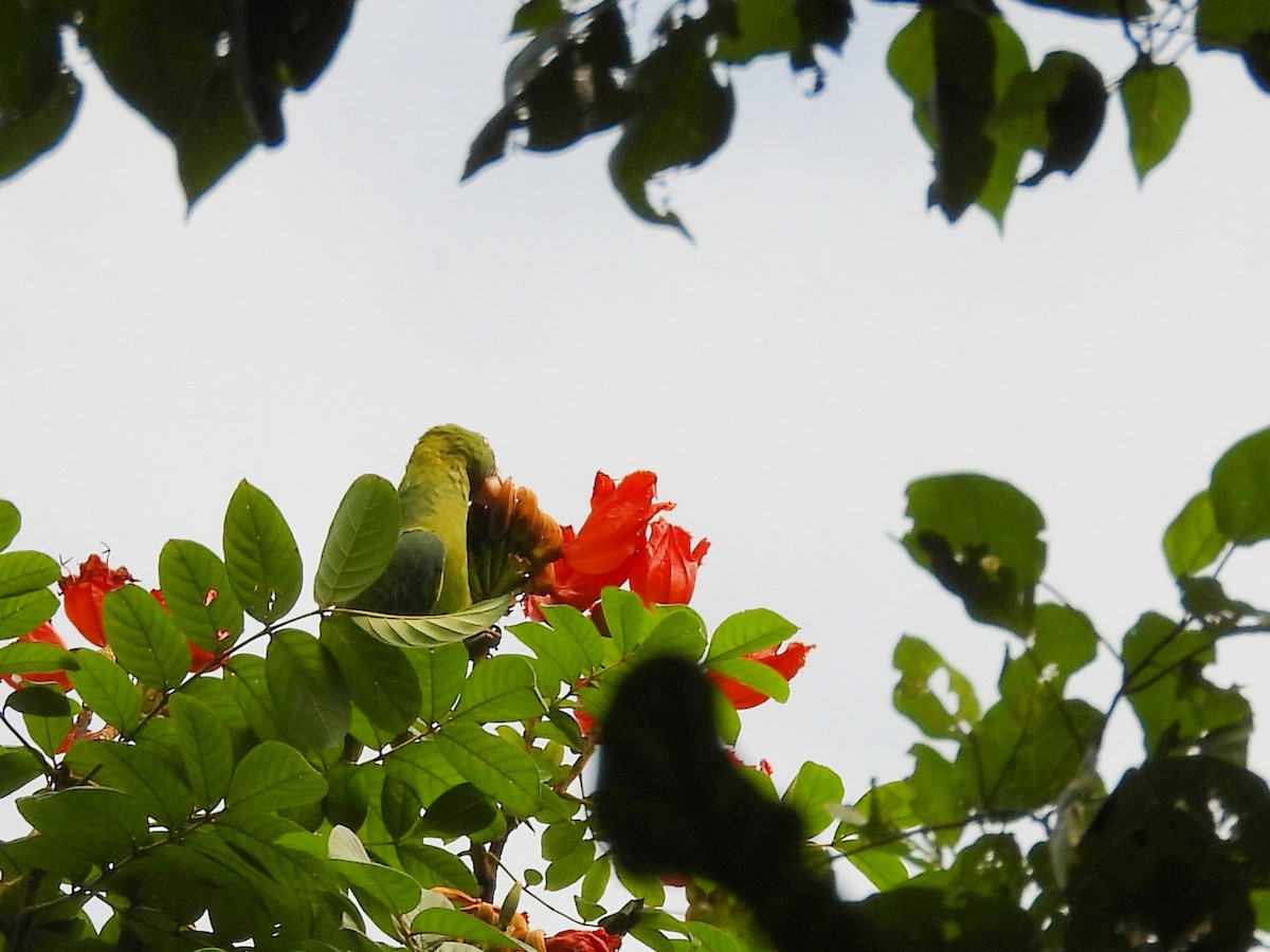 Azure-rumped Parrot - ML642095855