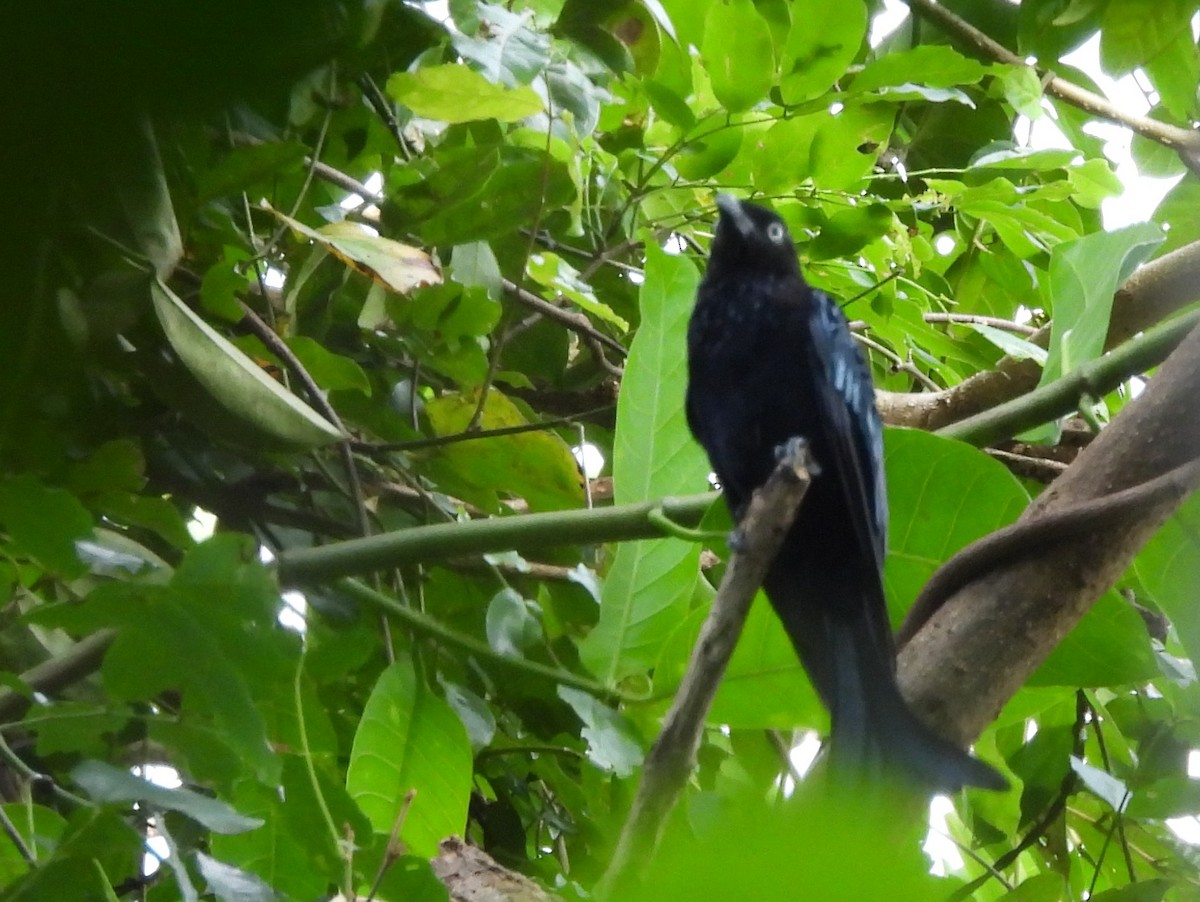 Hair-crested Drongo - ML642095859