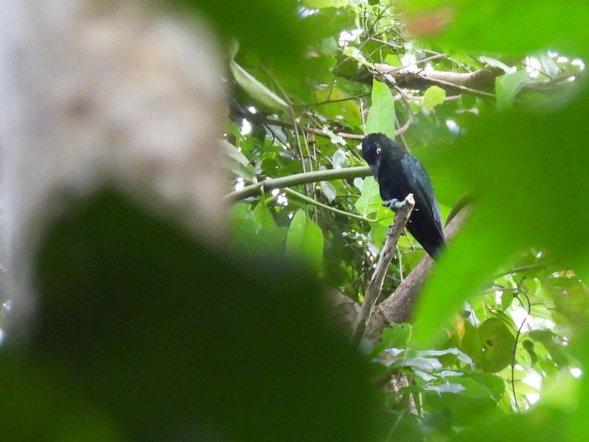 Hair-crested Drongo - ML642095860