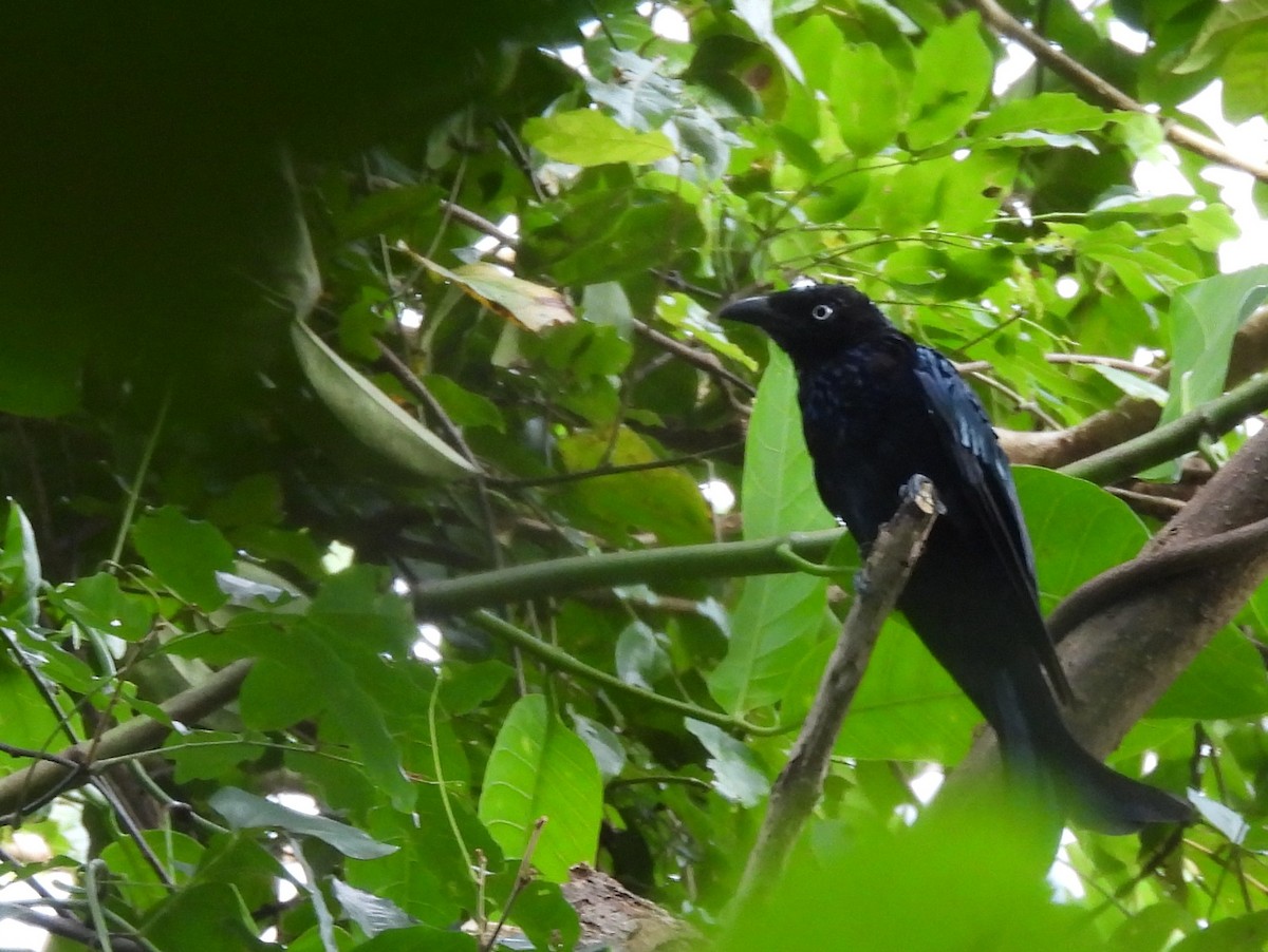 Hair-crested Drongo - ML642095861