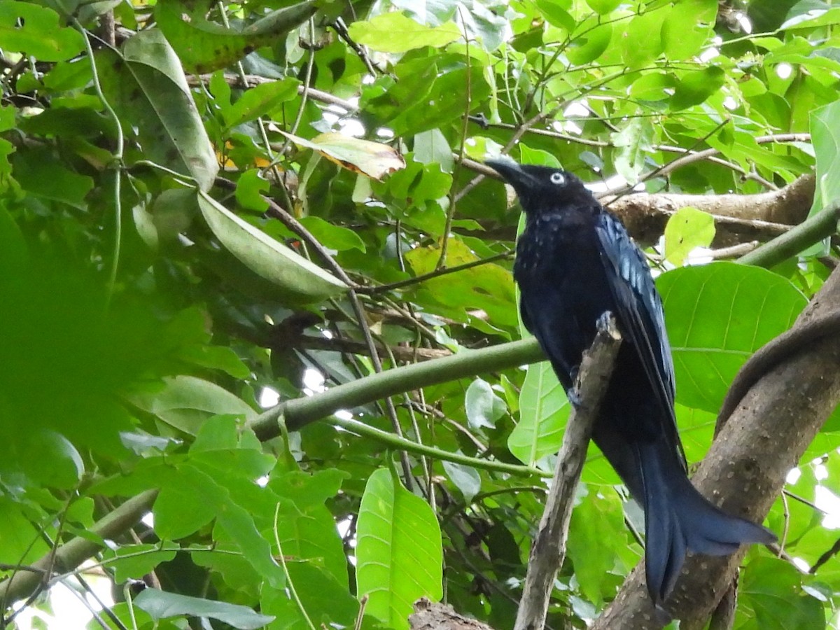 Hair-crested Drongo - ML642095862