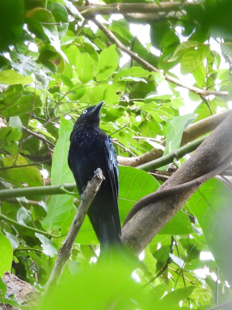 Hair-crested Drongo - ML642095863