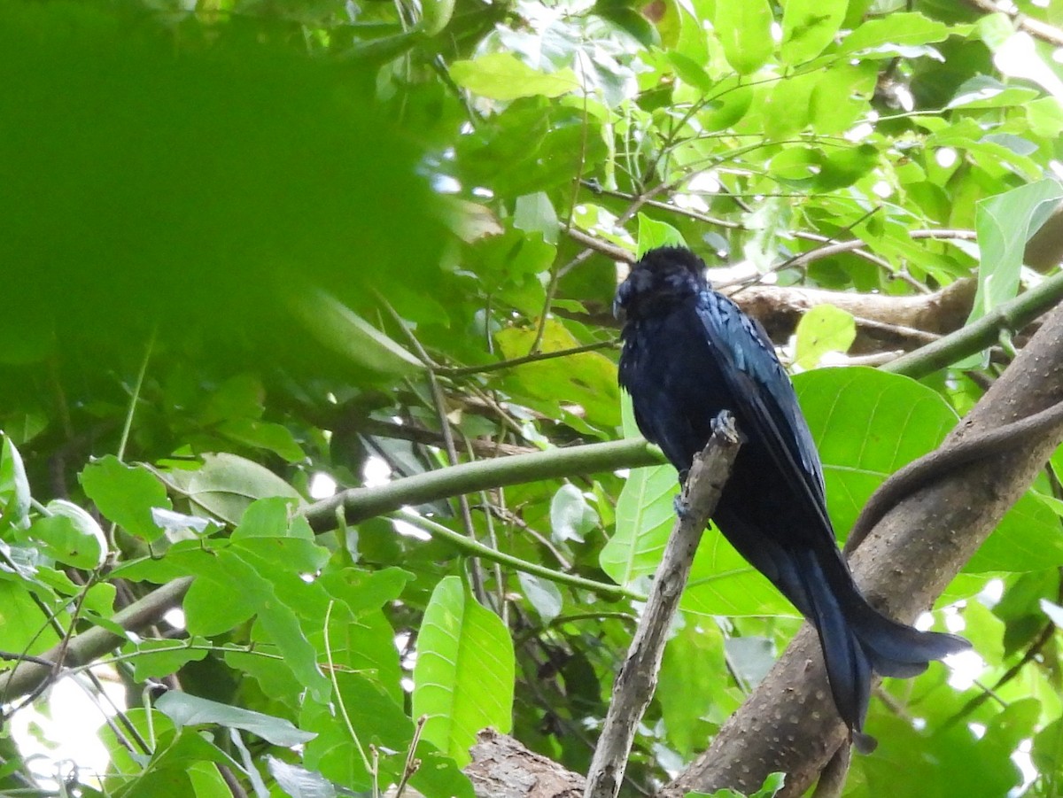 Hair-crested Drongo - ML642095864