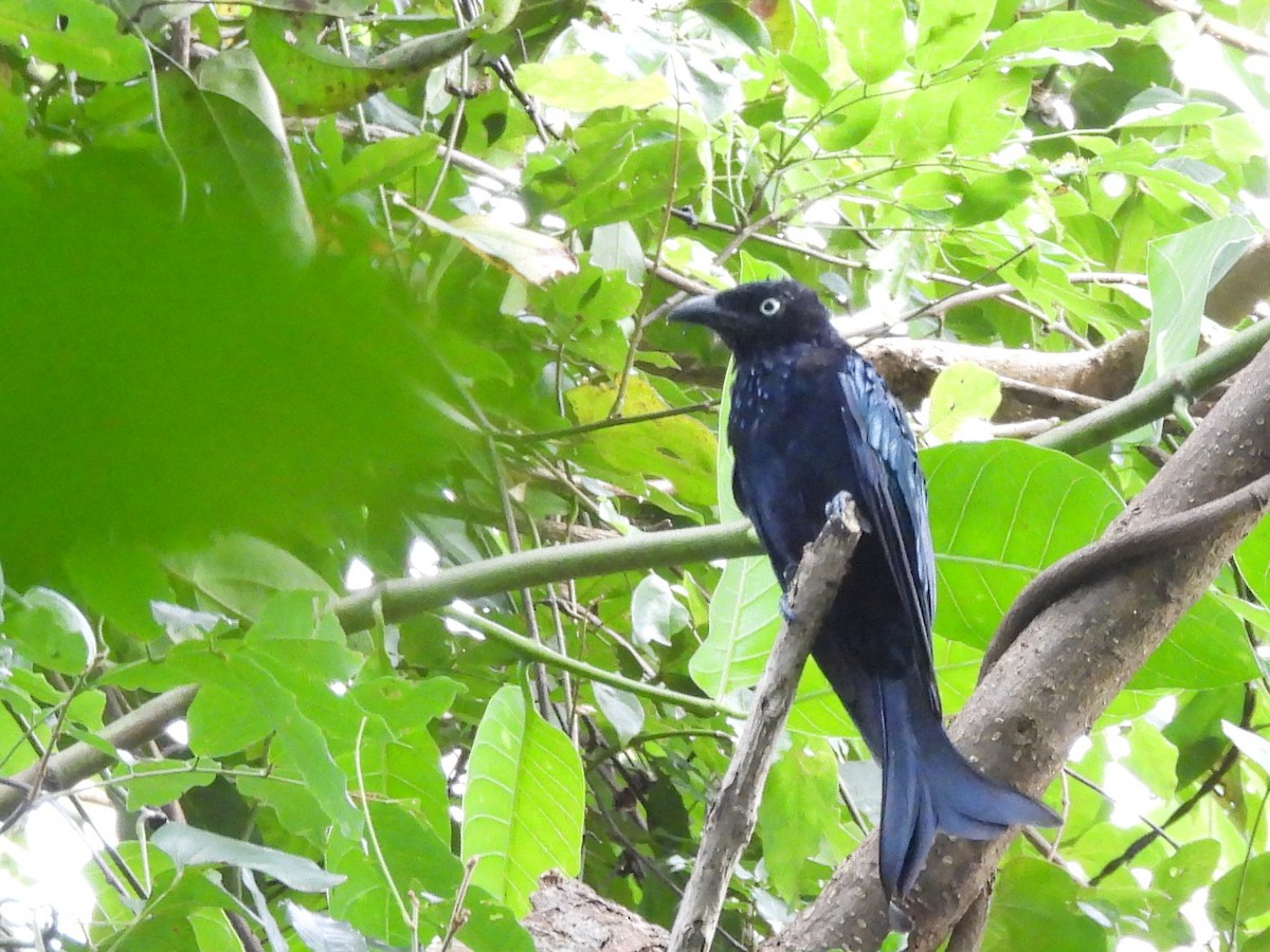 Hair-crested Drongo - ML642095865