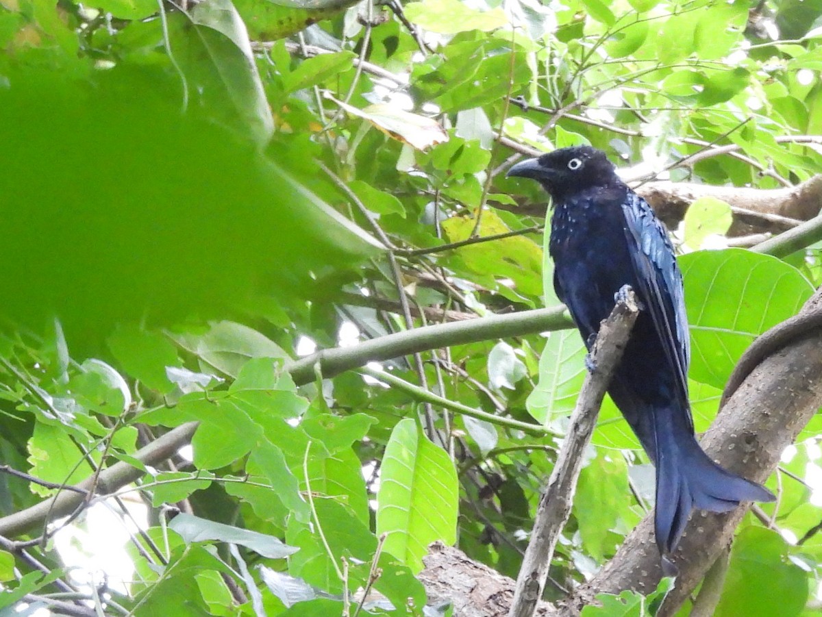 Hair-crested Drongo - ML642095866