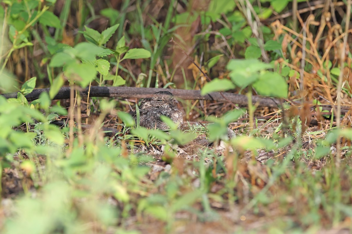 Savanna Nightjar - ML642095869