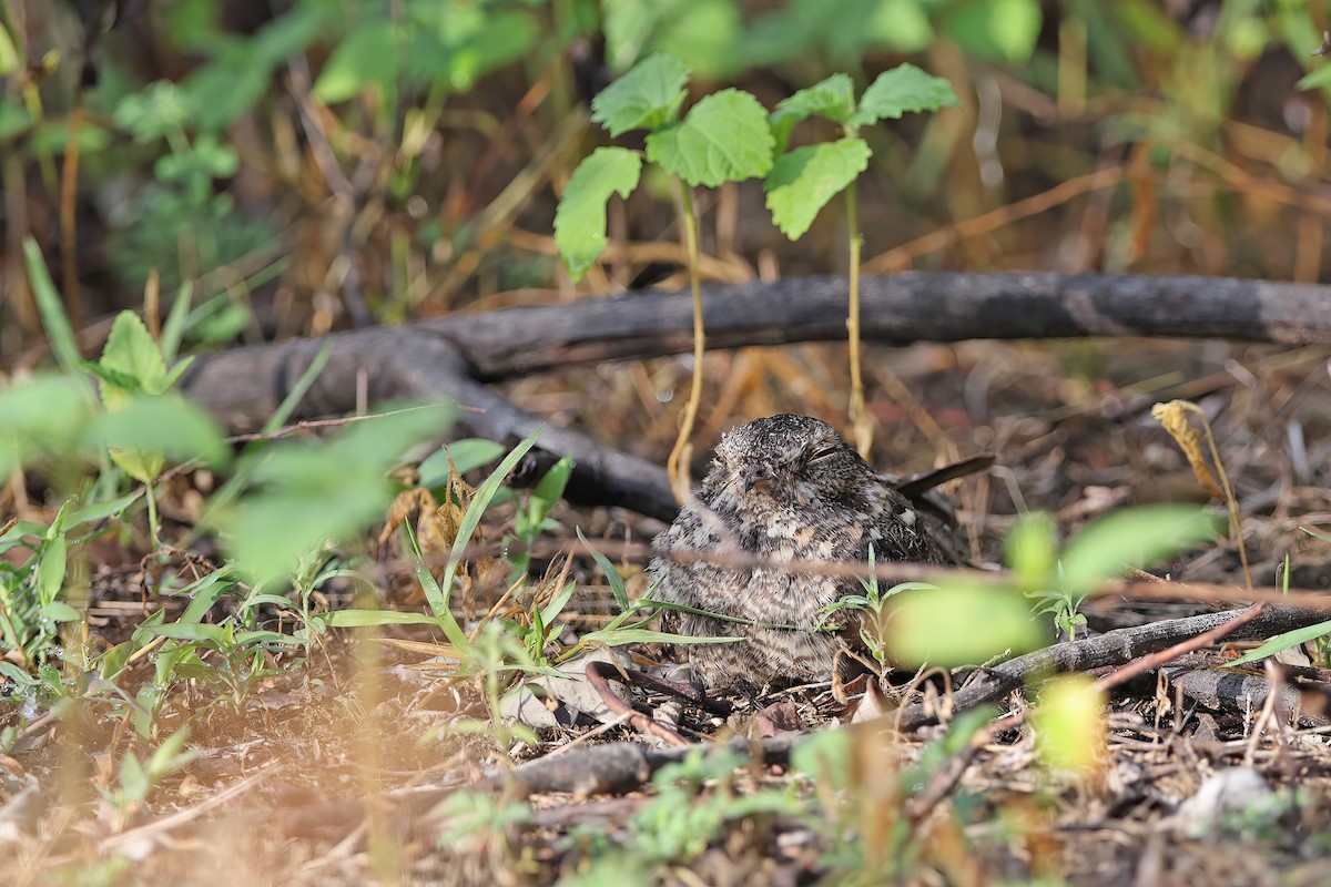 Savanna Nightjar - ML642095870