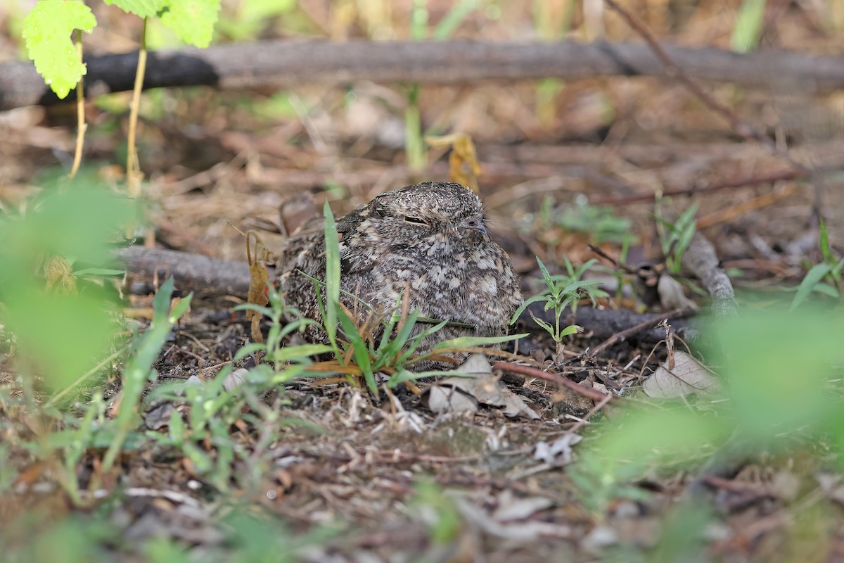 Savanna Nightjar - ML642095871