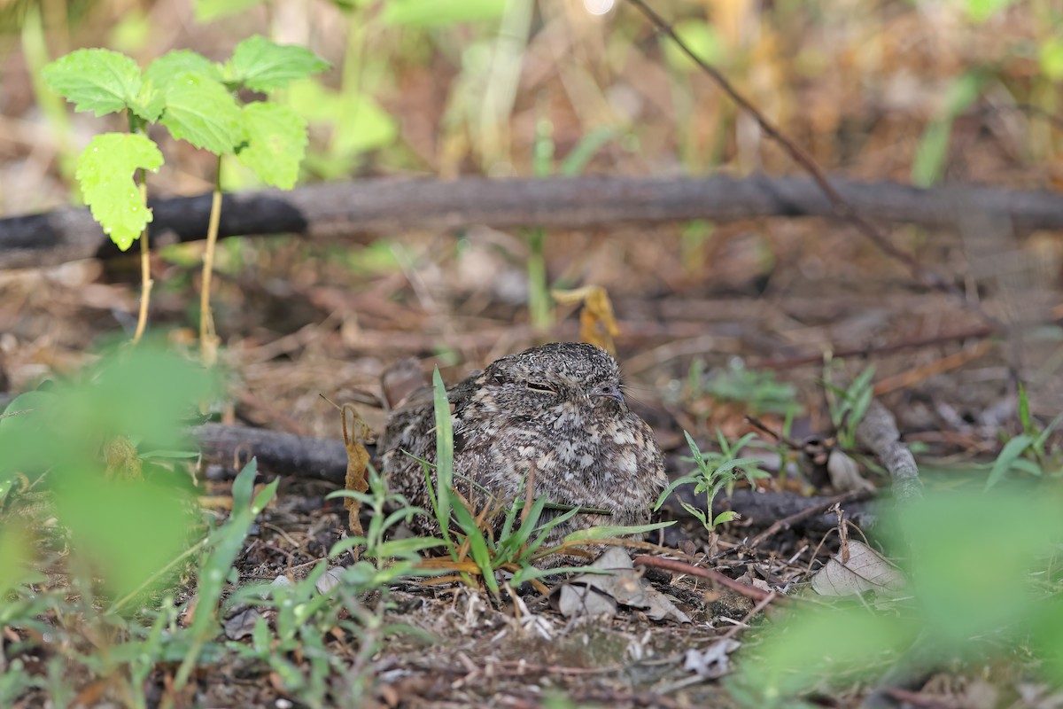 Savanna Nightjar - ML642095872