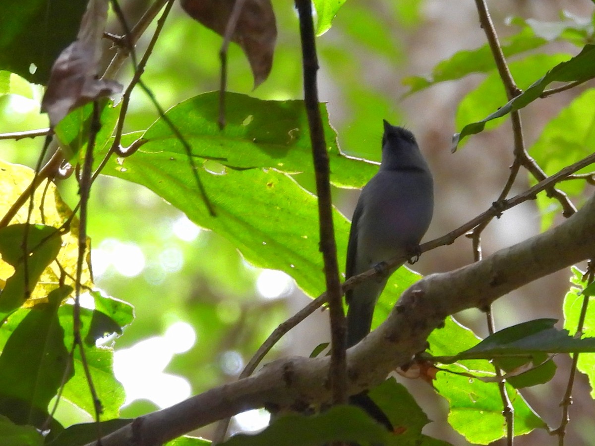 Pale-blue Monarch - ML642095874