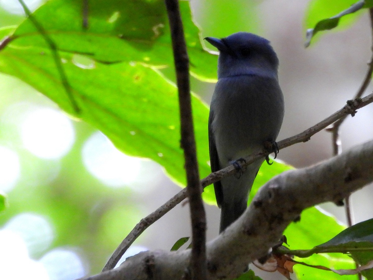 Pale-blue Monarch - ML642095875