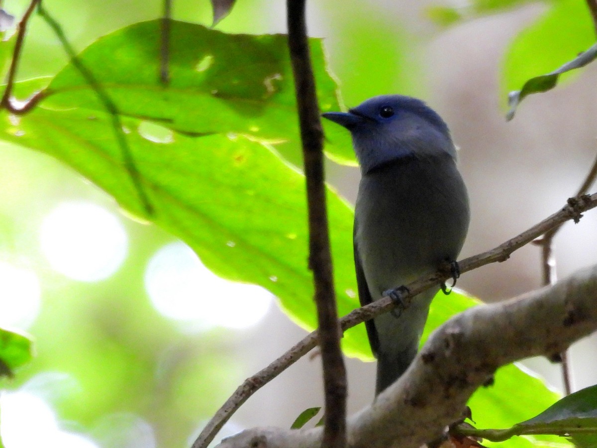 Pale-blue Monarch - ML642095876