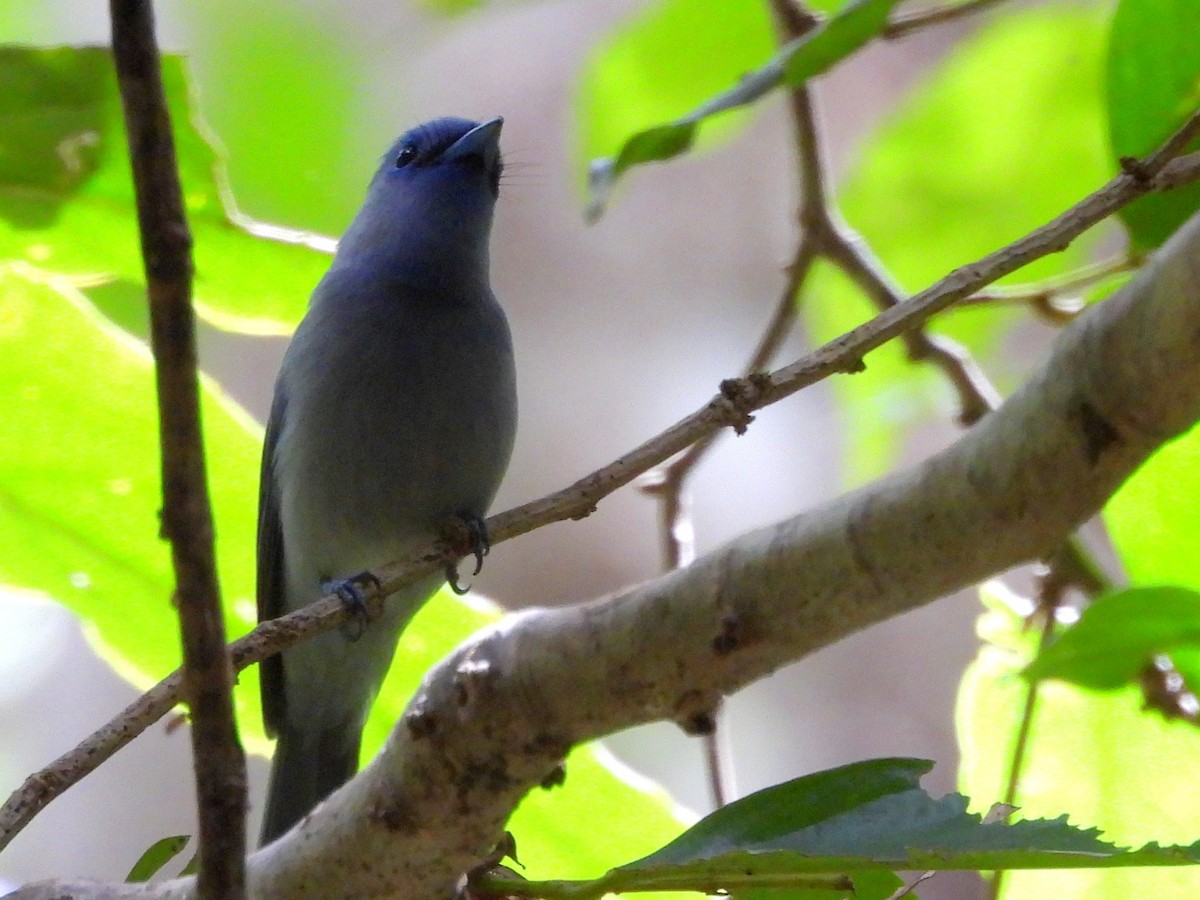 Pale-blue Monarch - ML642095878