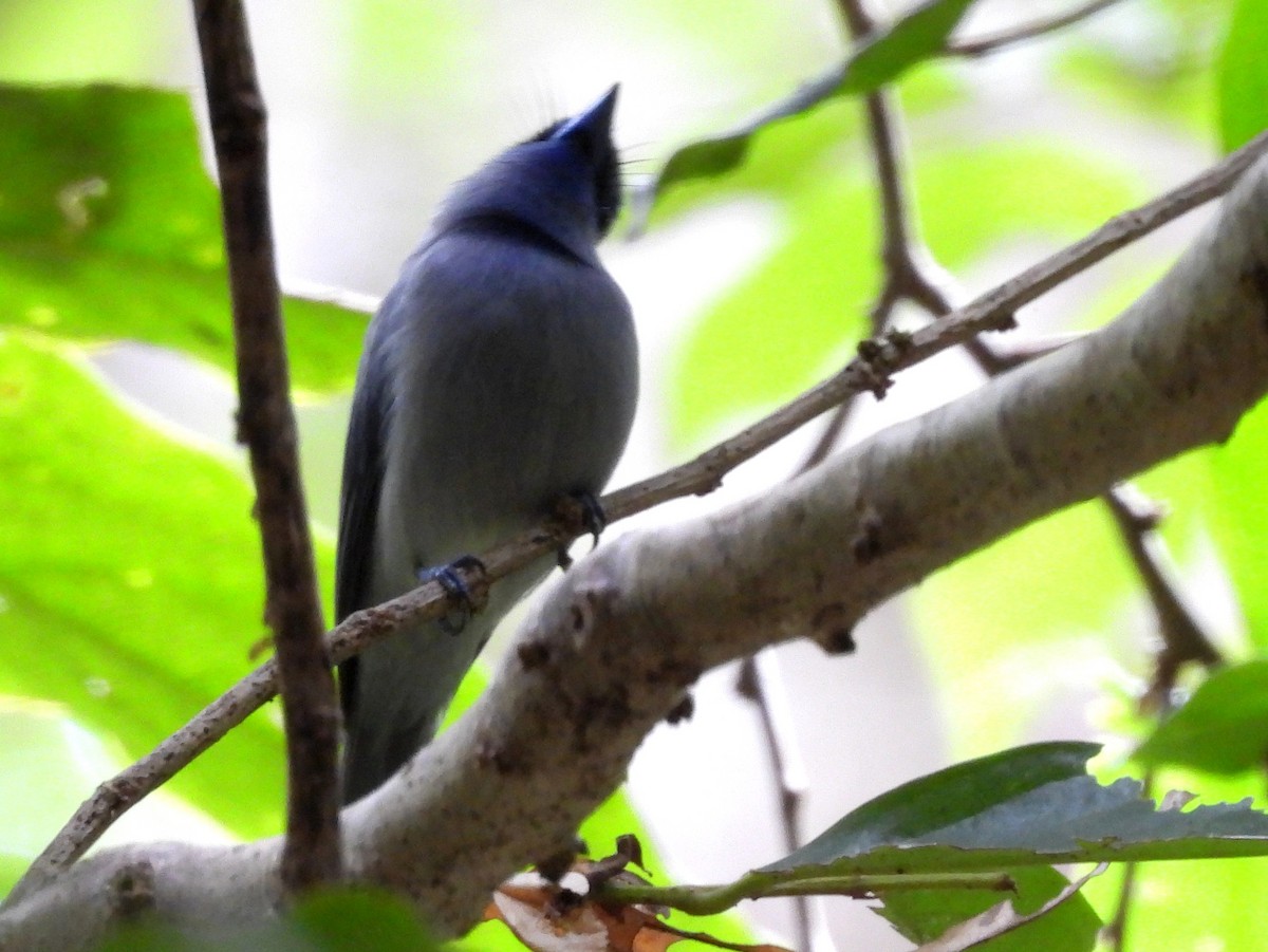 Pale-blue Monarch - ML642095879