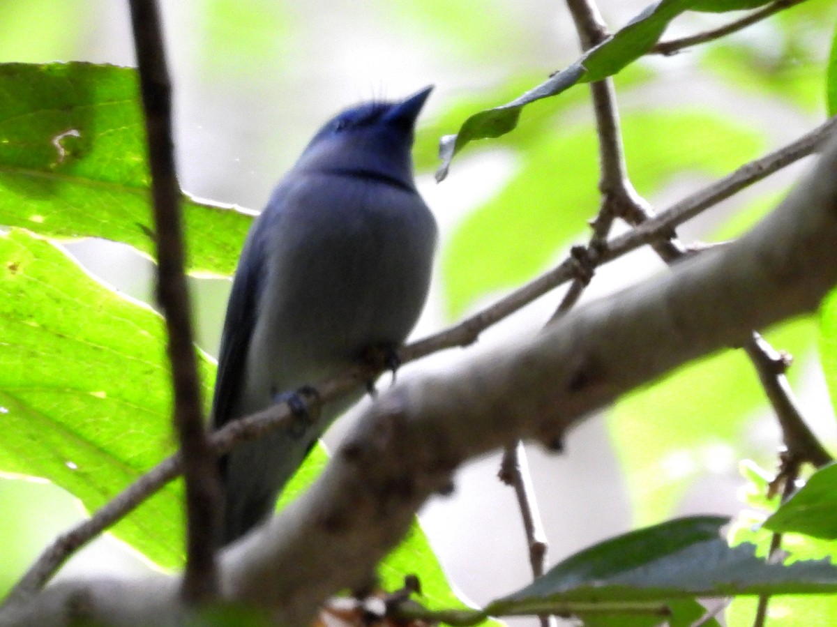 Pale-blue Monarch - ML642095880
