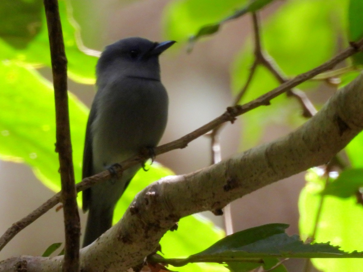 Pale-blue Monarch - ML642095881