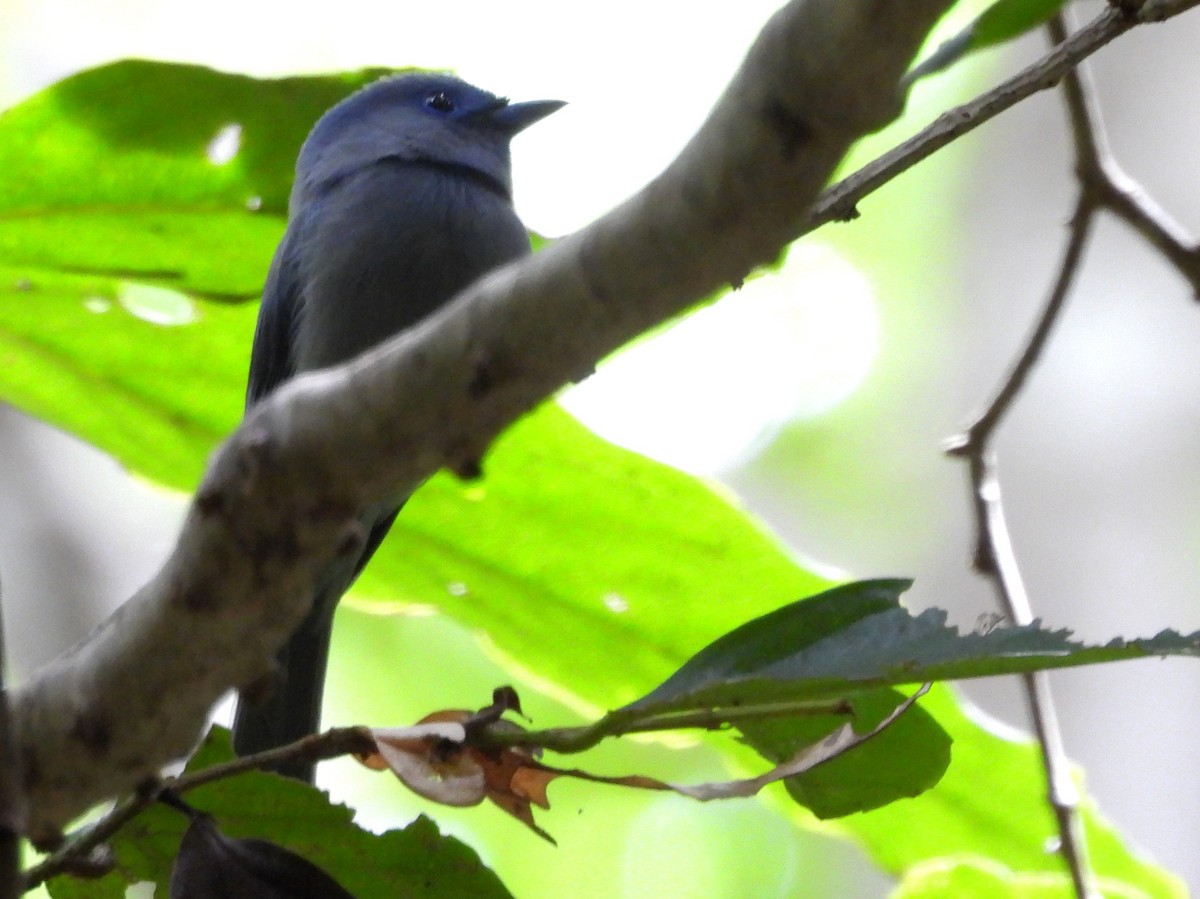 Pale-blue Monarch - ML642095882