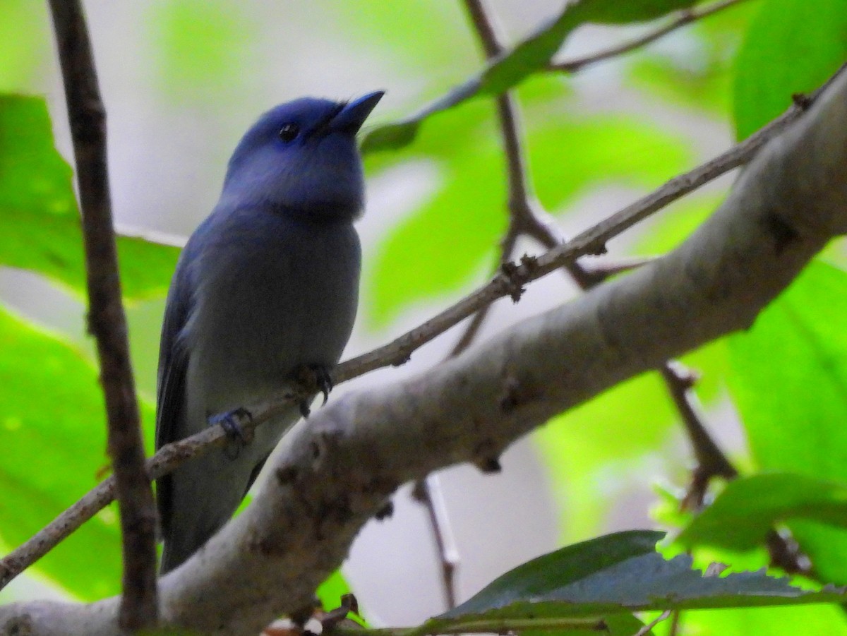 Pale-blue Monarch - ML642095883