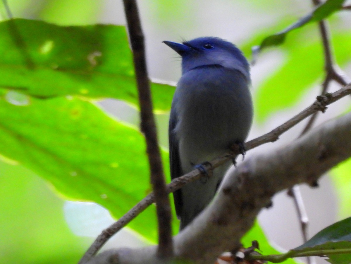 Pale-blue Monarch - ML642095884