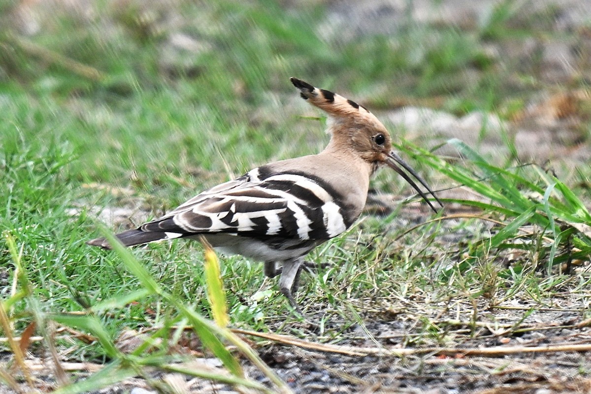 Eurasian Hoopoe - ML642095885