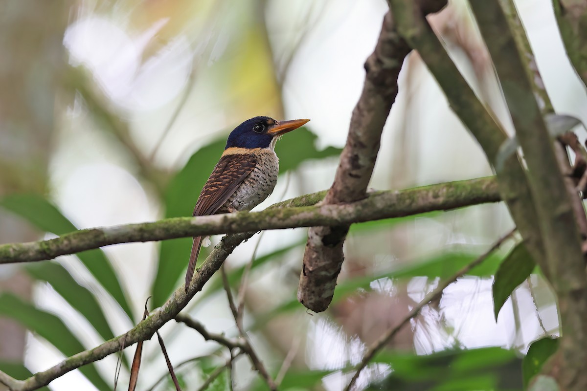 Scaly-breasted Kingfisher (Scaly-breasted) - ML642095898