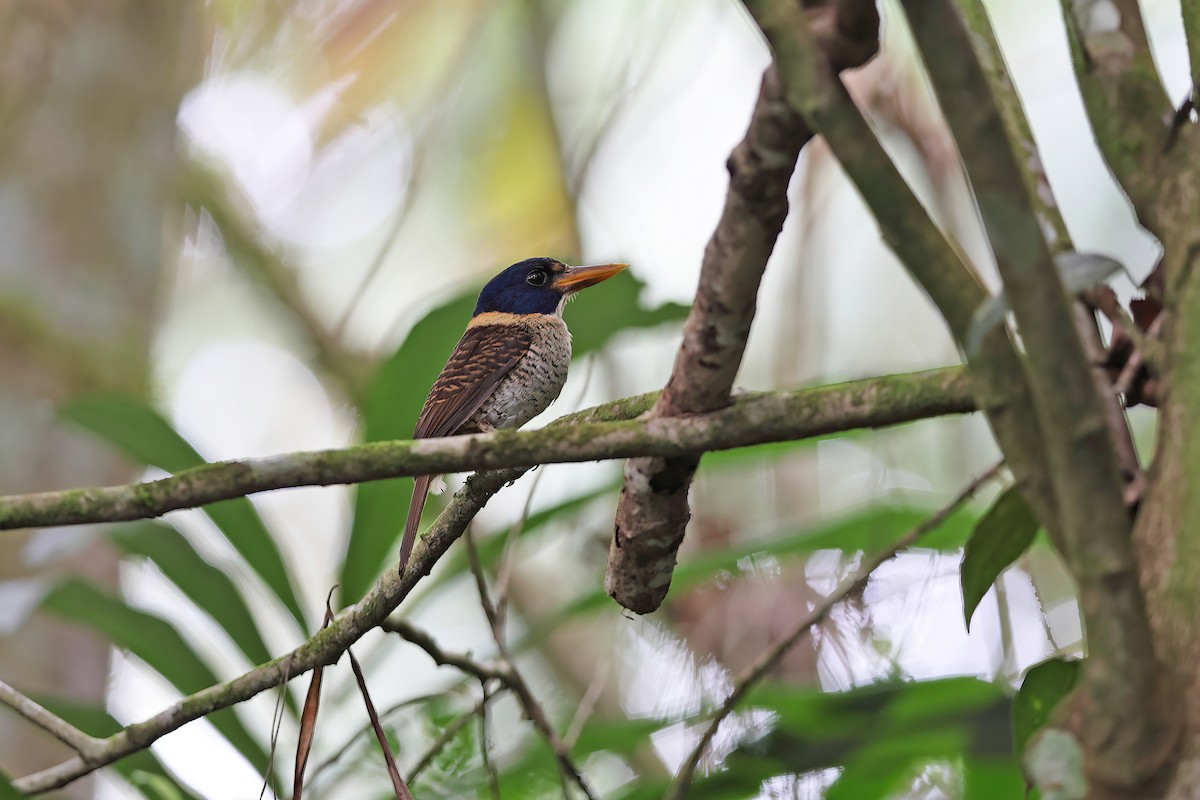 Scaly-breasted Kingfisher (Scaly-breasted) - ML642095899
