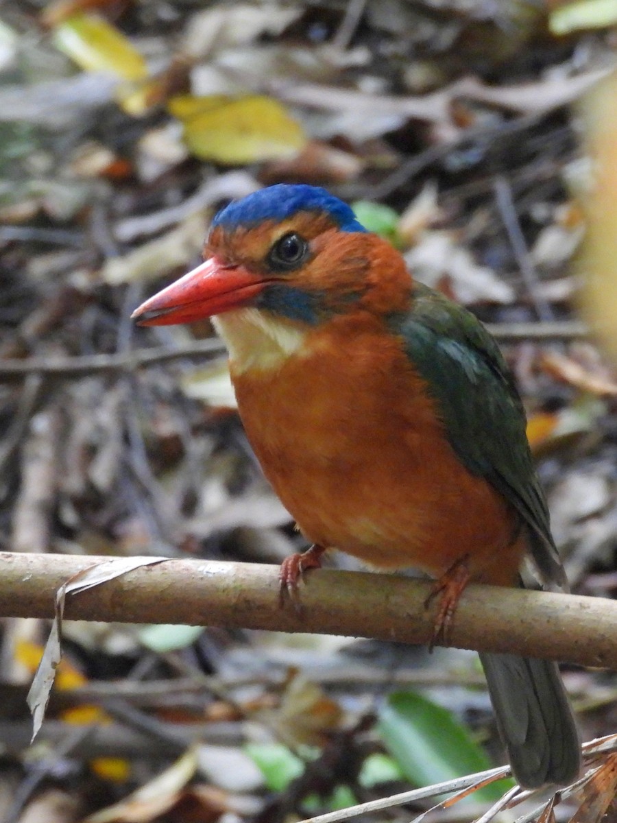 Green-backed Kingfisher - ML642095907