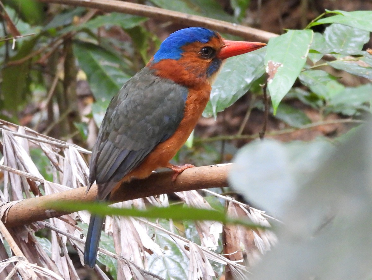 Green-backed Kingfisher - ML642095911