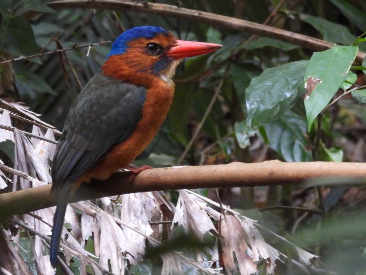 Green-backed Kingfisher - ML642095914