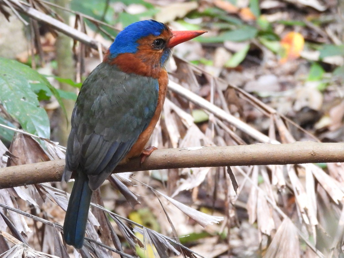 Green-backed Kingfisher - ML642095916